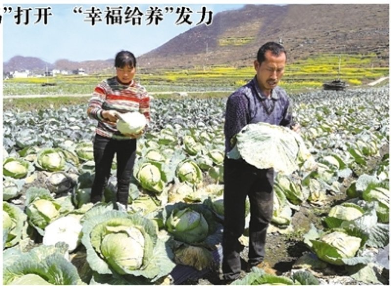 六枝山乡里的“营养餐产业链”释放