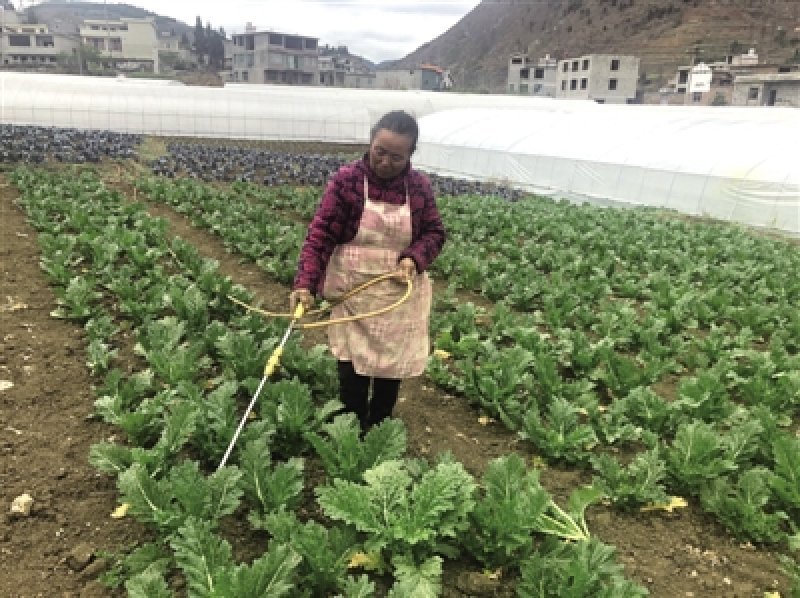 蔬菜基地助农增收 "校农"结合农民