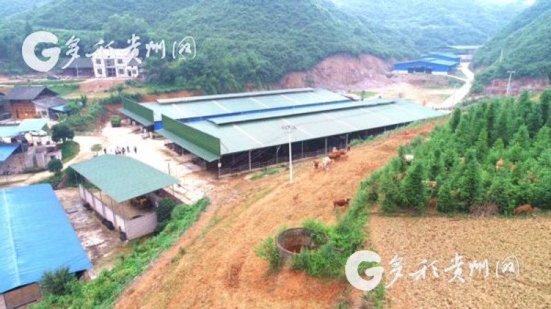 镇远:狠抓农业产业调整 大力推进产