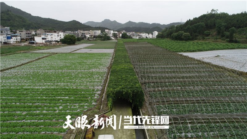结构调整看碧江坝区|铜仁碧江:龙头